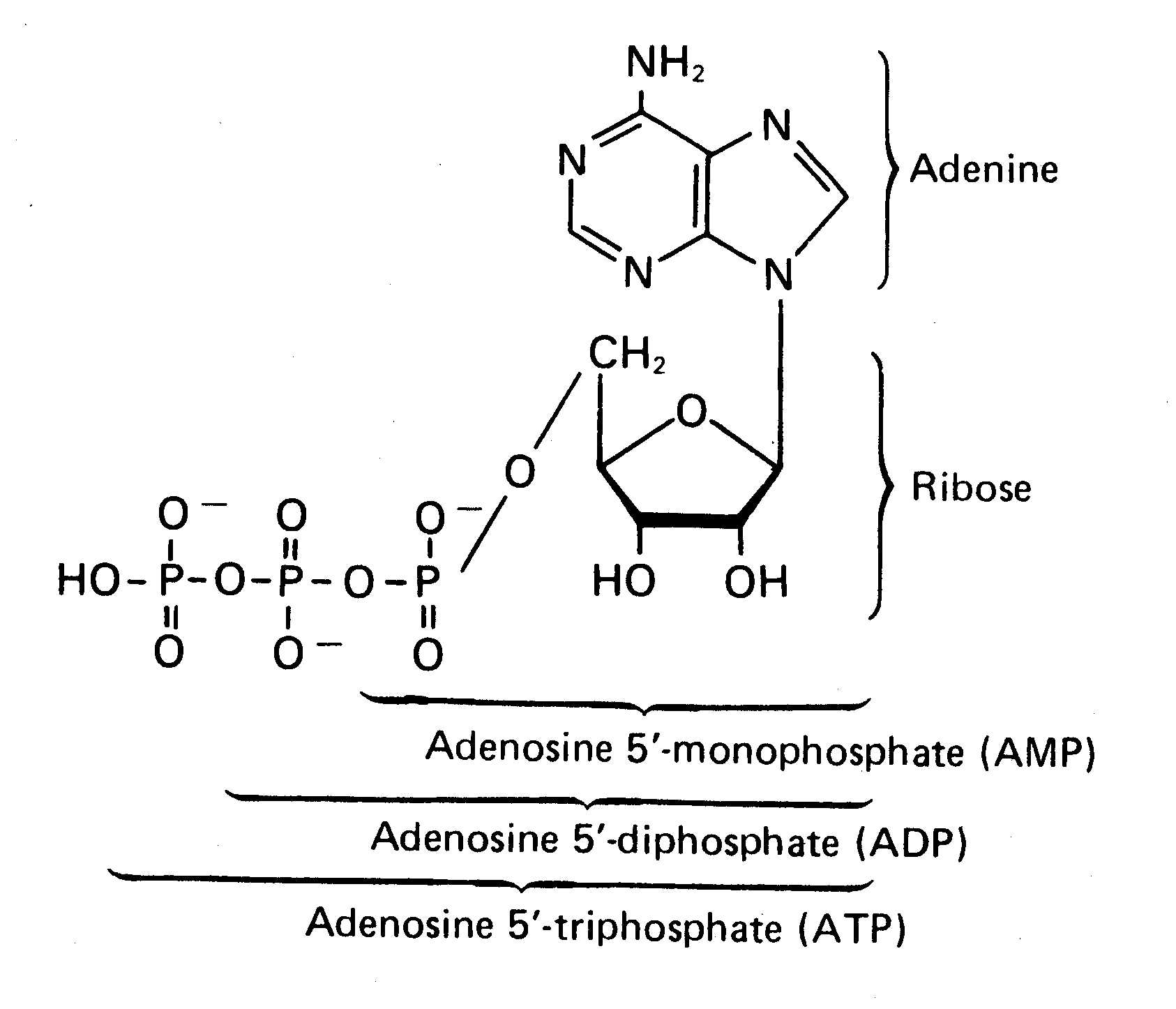 [ ATP, ADP and AMP ]