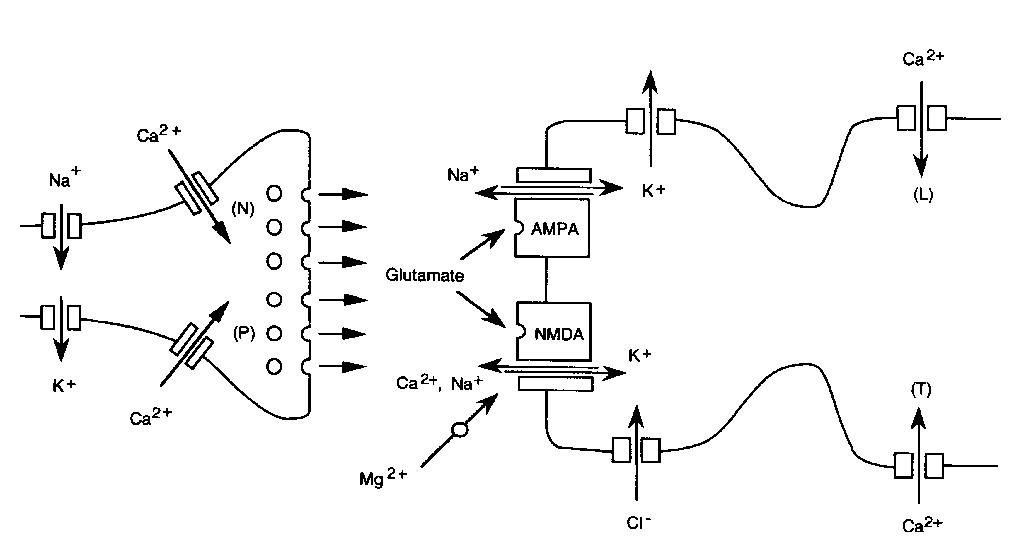 [NMDA SYNAPSE ILLUSTRATION]