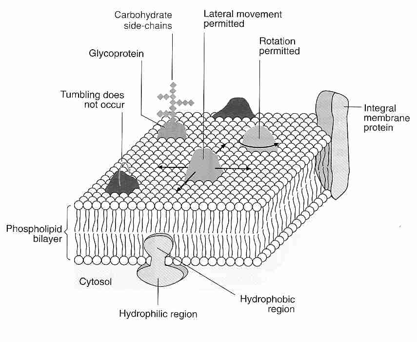 [Membrane]