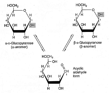 Anomer rotation of glucose 
exposes carbonyl