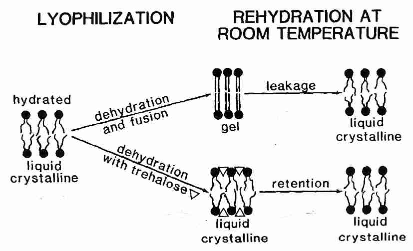 Trehalose protection