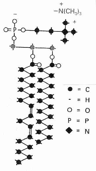 [Lecithin ]