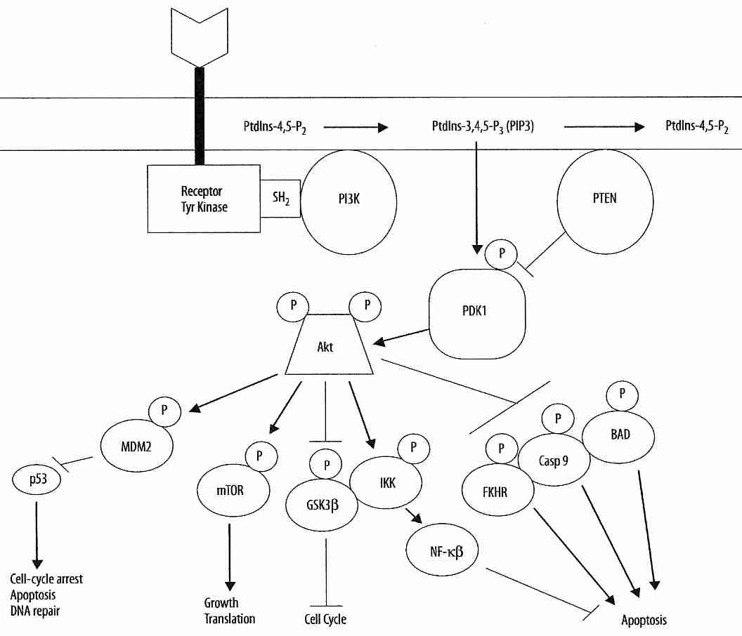 [ The Akt/PI3K Pathway ]