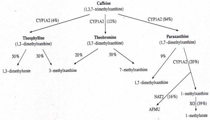 [CAFFEINE METABOLISM]