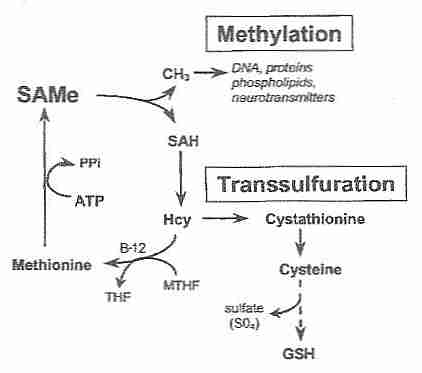 [ The Methionine Cycle ]