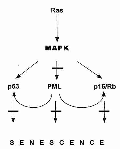 Ras Induction of Senescence