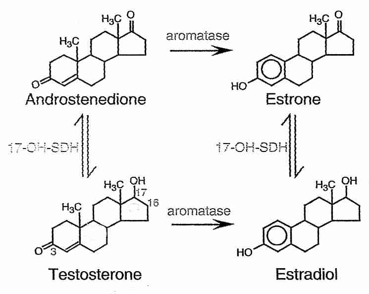 Synthesis Chemistry