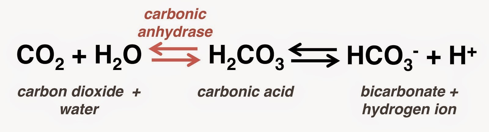 [Carbonic Anhydrase ]