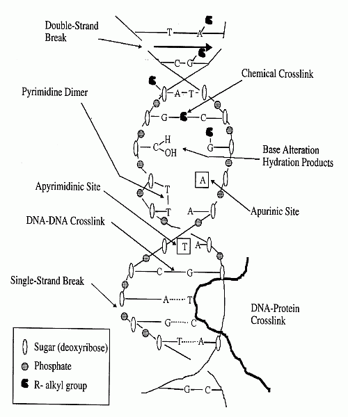 [DNA Damage Illustration]