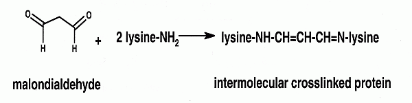 [ Cross-linking of protein with lipid peroxidation product MDA ]