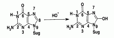 [ 8−HydroxdeoxyGuanosine ]