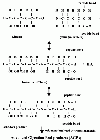 [glycation/oxidation 
reactions form AGEs ]