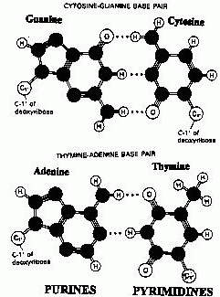 [PURINE/PYRIMIDINE BASE-PAIRINGS]