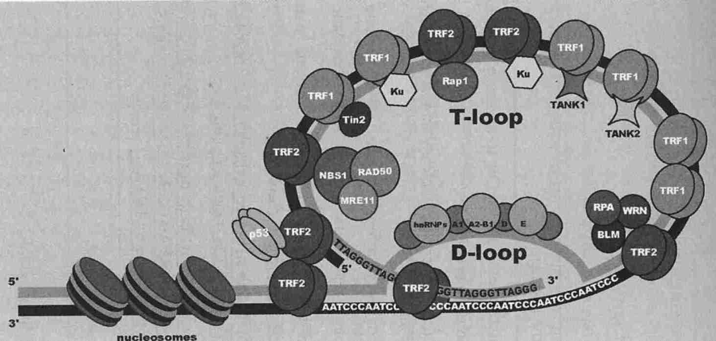 Telomere Complex