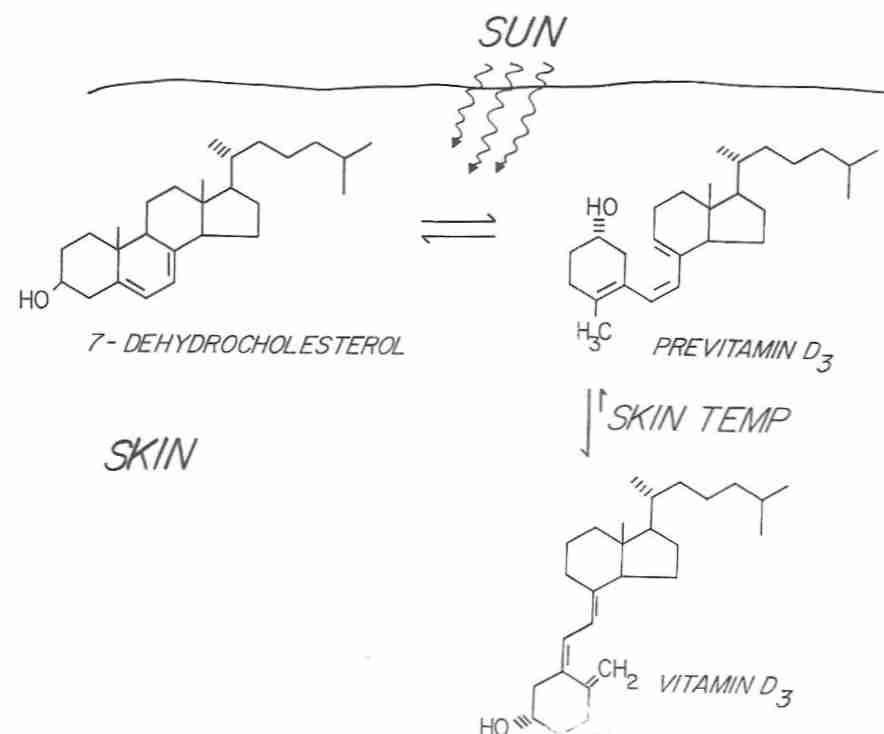 UVB forms Vitamin D<sub>3</sub>