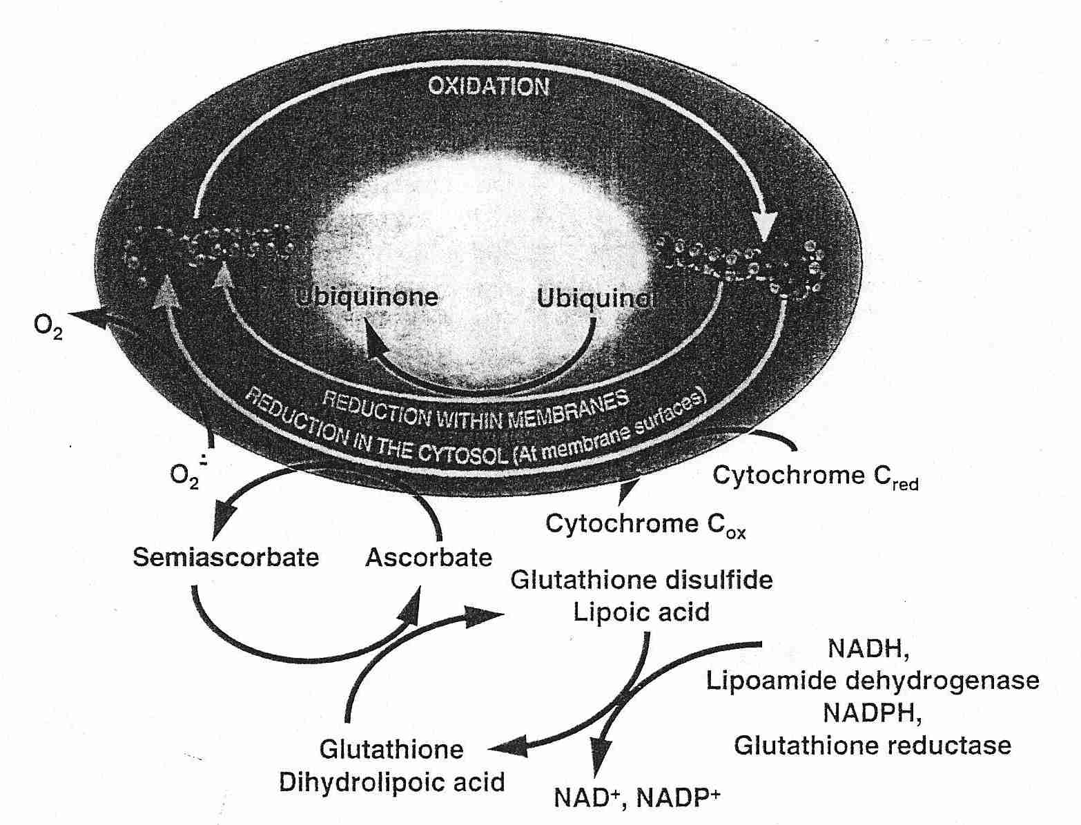 Tocopherol Recycling by Antioxidant Network