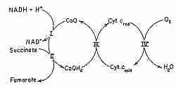 Electron Transfer Chain