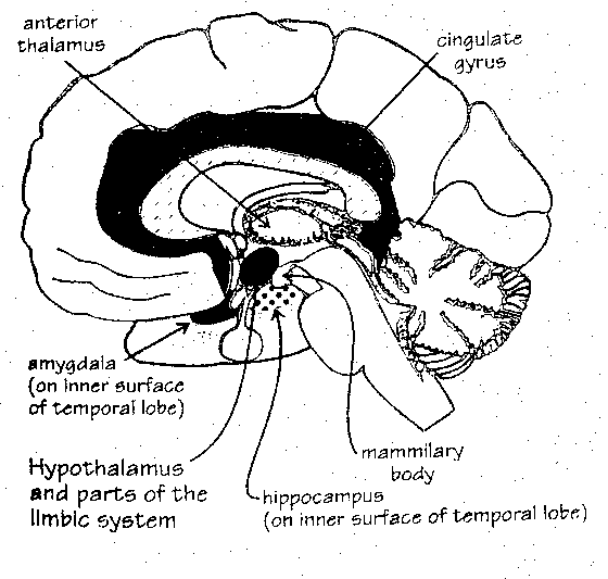 [limbic areas]