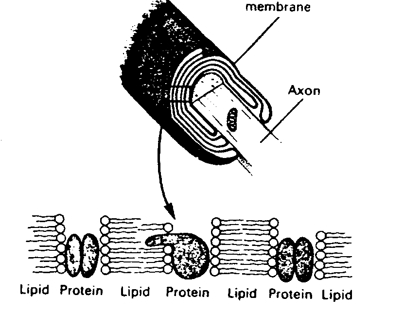 Graph of Action Potential