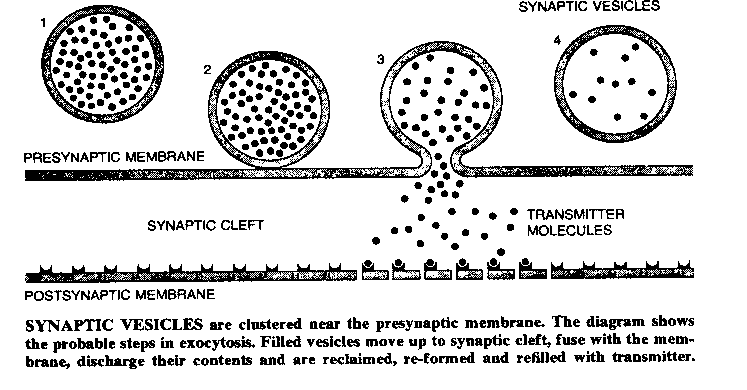 Synaptic Vesicles