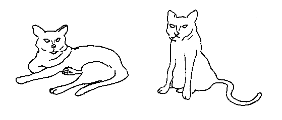 Cat Drawings