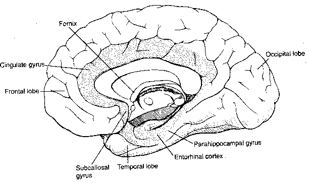 Limbic Cortex