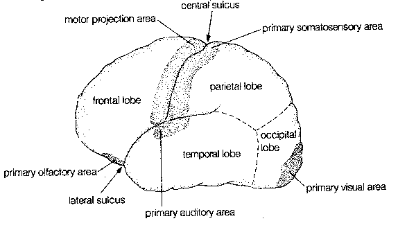 Surface of Brain