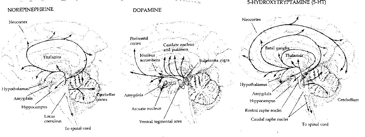 Neuromodulator Pathways