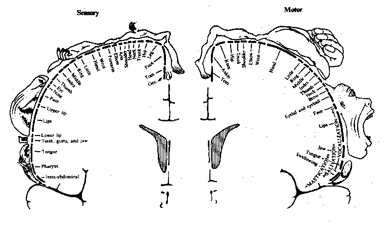 Sensory and Motor Areas of Cortex