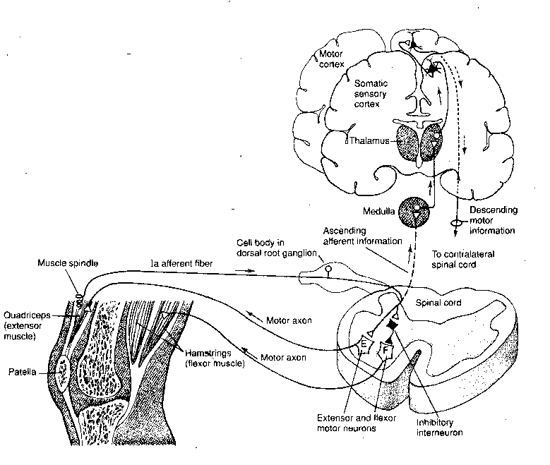 Neural Path of Reflex