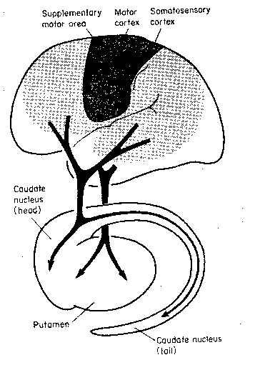 Somatomotor Cortex and Basal Ganglia 
in Operant Conditioning