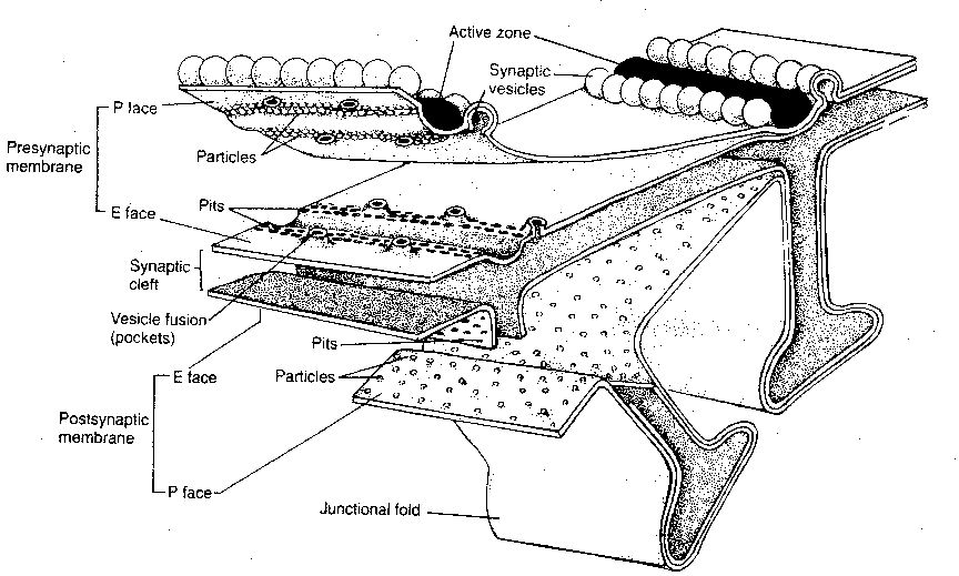 Synapse Membrane Structure