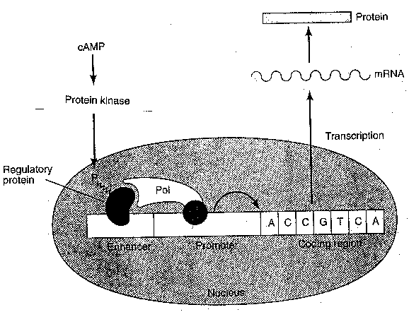 [control of gene expression]