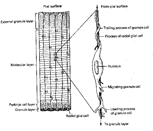 Growing Axon Tip