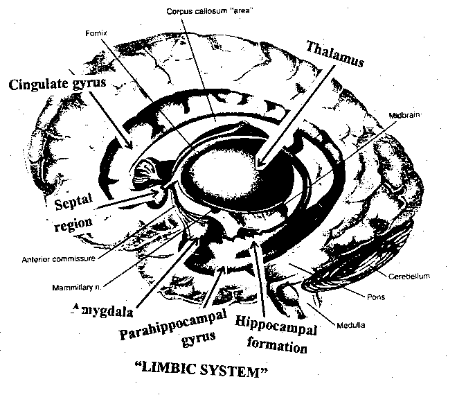 [Limbic System]