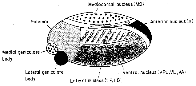 [the thalamus]