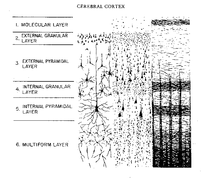 [six cell layers of the cerebral cortex]