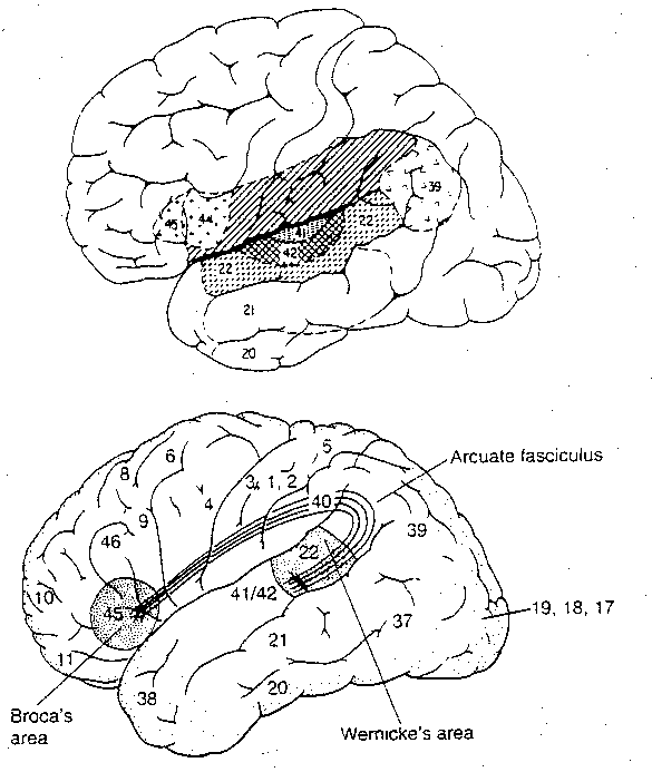 [temporal association cortex projections]