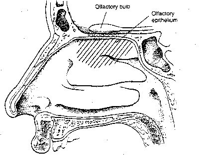 [olfactory bulb and epithelium]