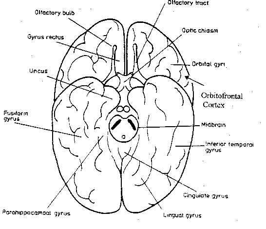 [olfactory cortex]