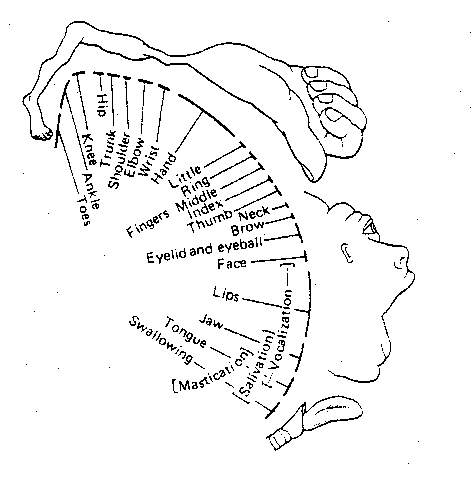 Primary 
Motor Cortex — Brodmann Area 4