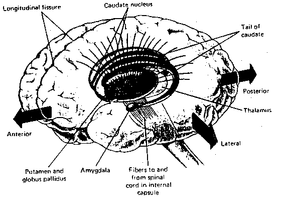 [basal ganglia location in the brain]