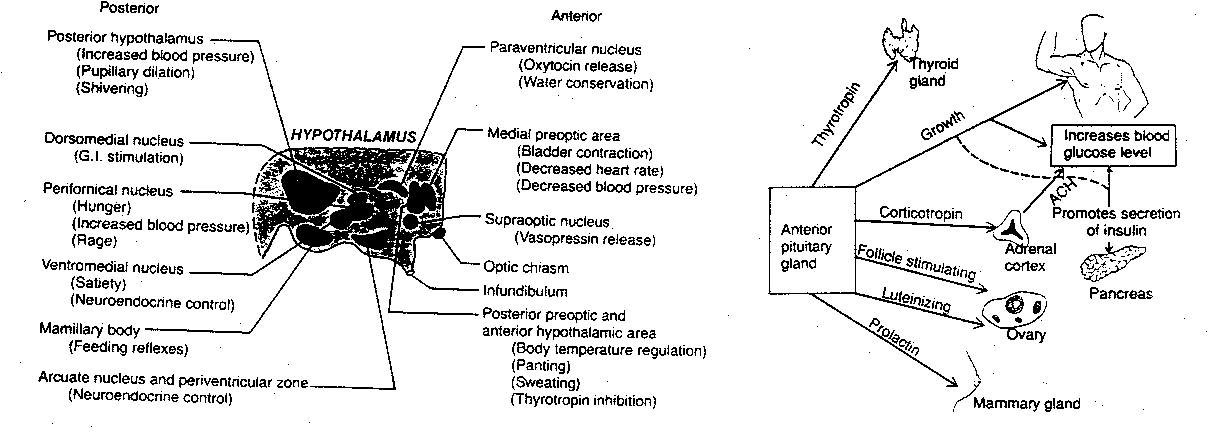 [functional actions of hypothalamus and pituitary]