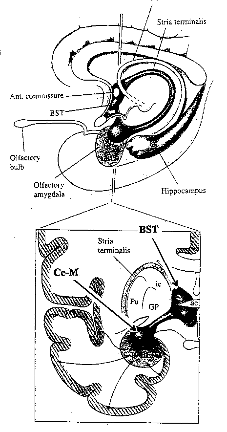 [main parts of the amygdala]