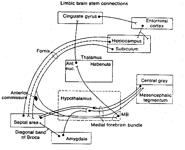 [limbic brain stem connections]