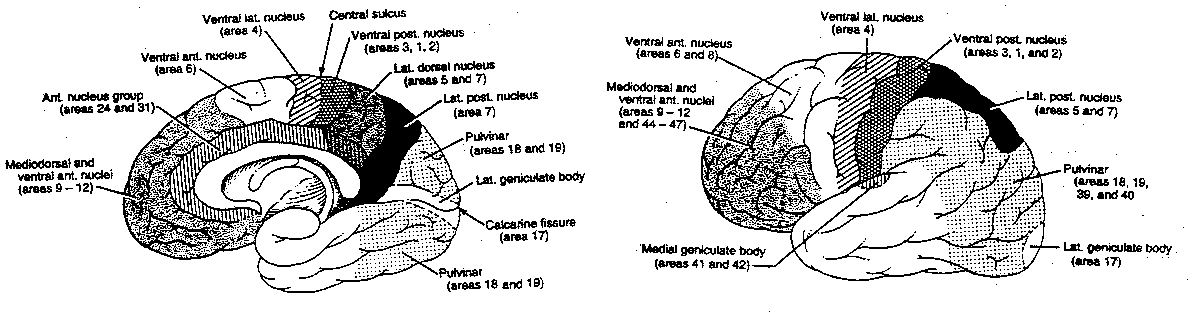 [cortical areas receiving thalamic input]