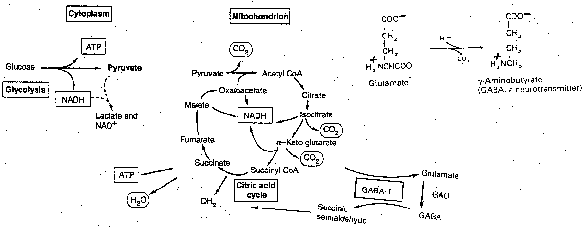 [GABA Biochemistry]