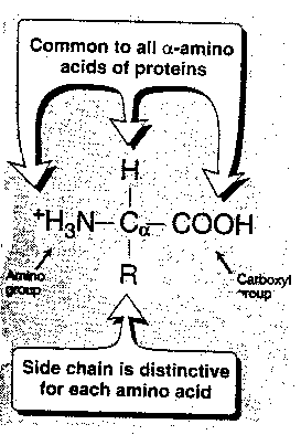 [General Amino Acid]